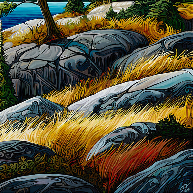 #294 « Le pin gris »