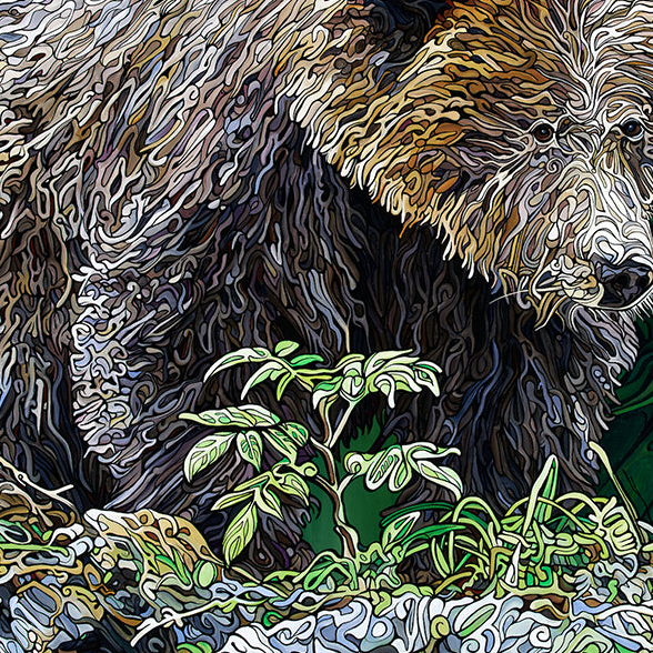 #260 – L'ours insaisissable